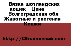 Вязка шотландских кошек › Цена ­ 100 - Волгоградская обл. Животные и растения » Кошки   